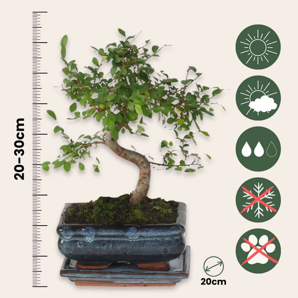Arborele bonsai - Zelkova serrata - Înălţime 20-30cm - ⌀20cm