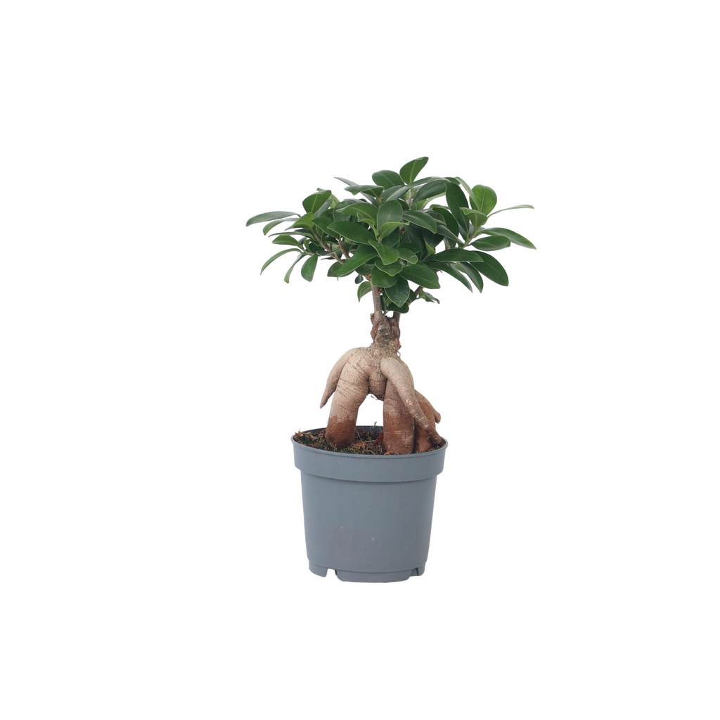 Arborele bonsai - Ficus microcarpa - Înălţime 30-40cm - ⌀12cm