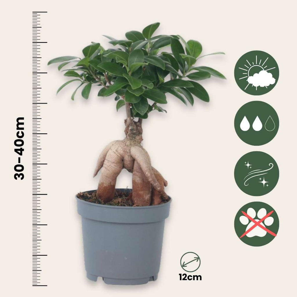 Arborele bonsai - Ficus microcarpa - Înălţime 30-40cm - ⌀12cm