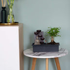 Arborele bonsai - 2 buc - Bonsai - Înălţime 25-35cm - ⌀29cm