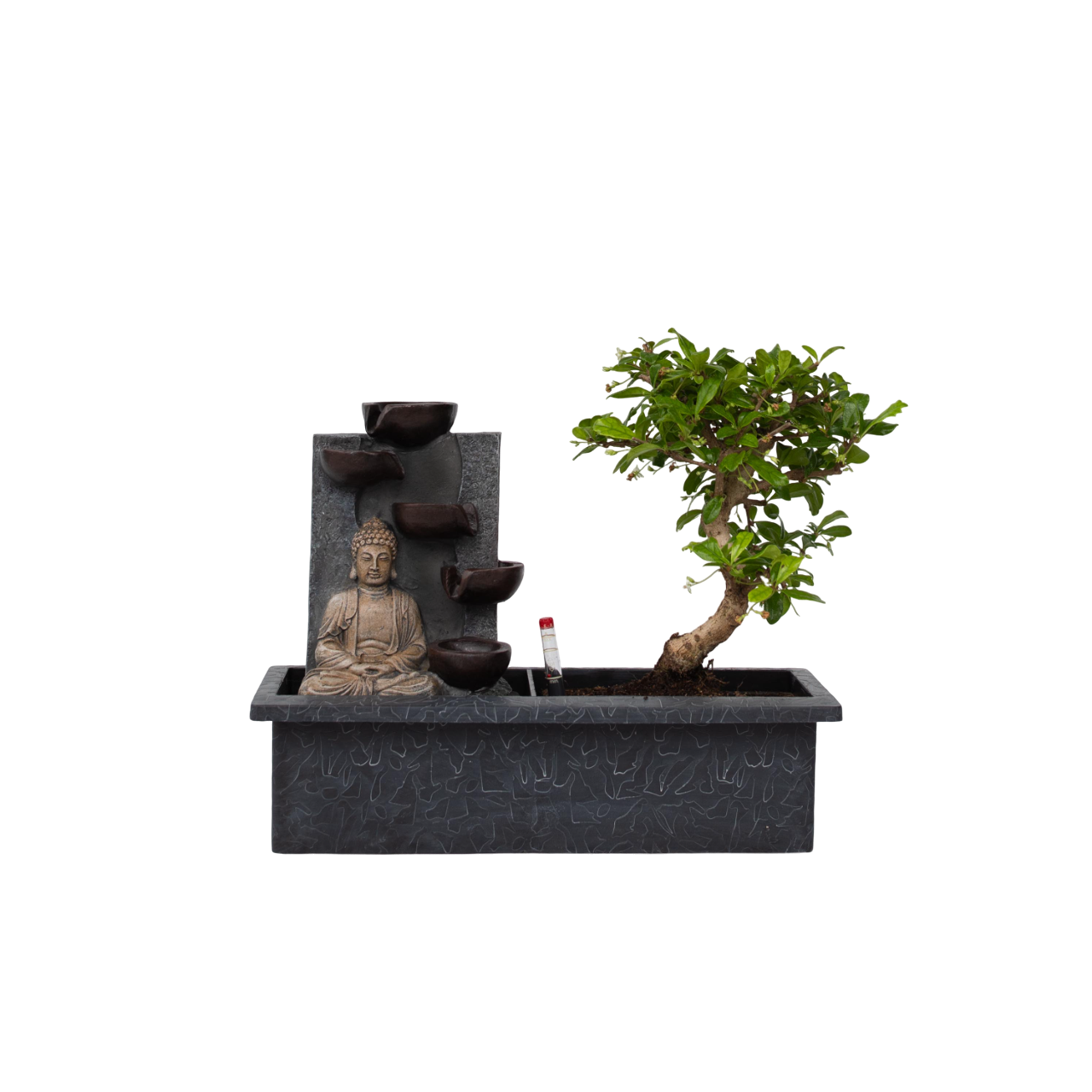 Arborele bonsai - Bonsai - Înălţime 25-35cm - ⌀29cm