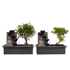 Arborele bonsai - 2 buc - Bonsai - Înălţime 25-35cm - ⌀29cm
