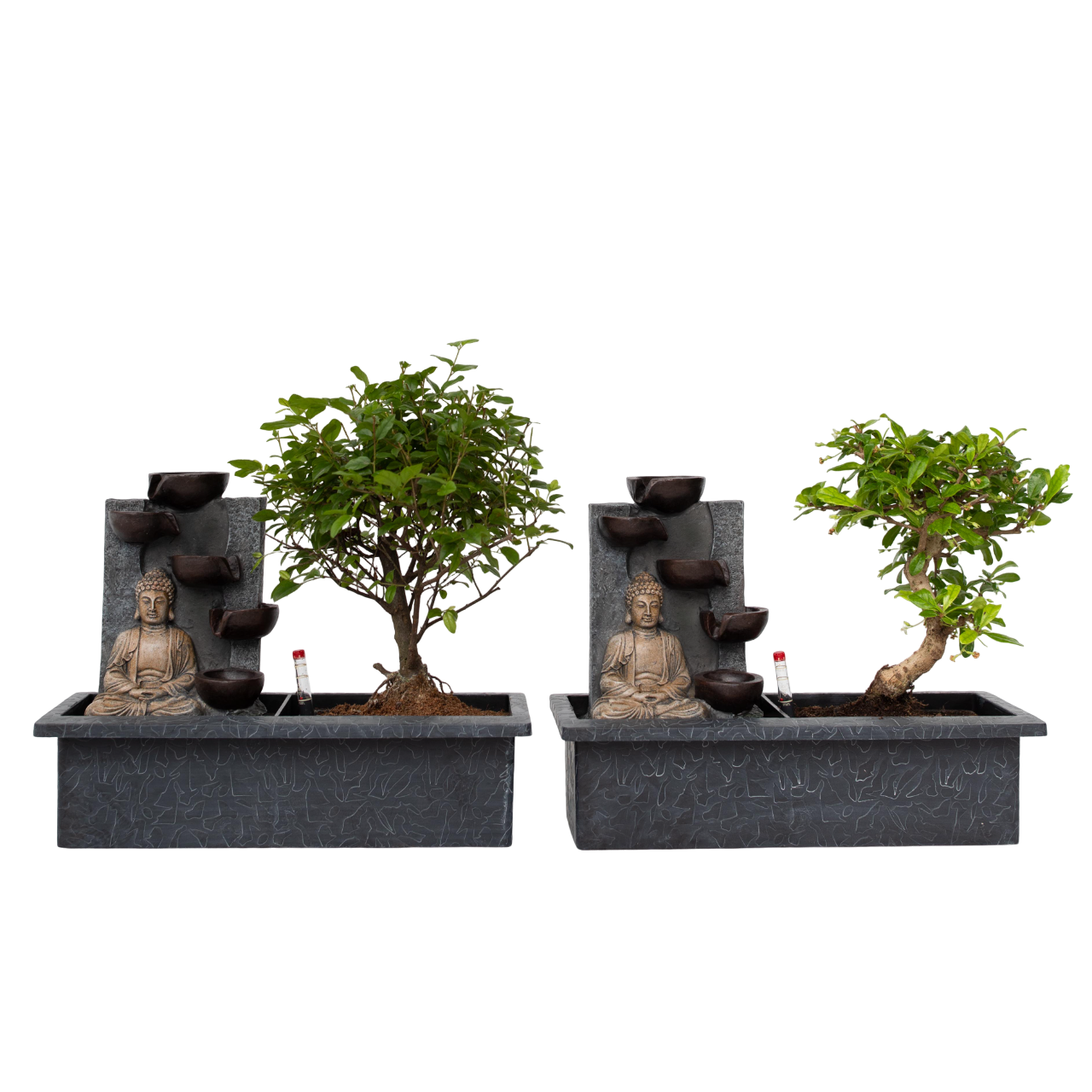 Arborele bonsai - 2 buc - Bonsai - Înălţime 25-35cm - ⌀29cm