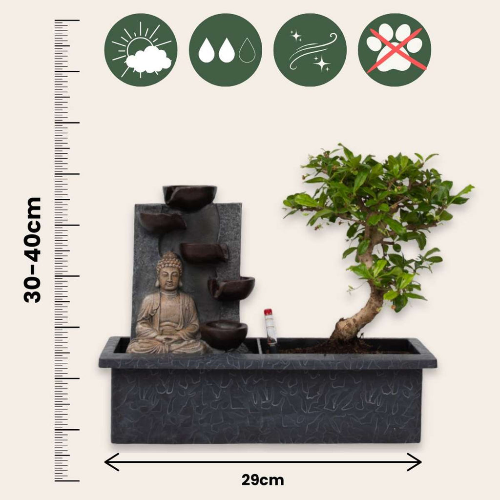 Arborele bonsai - 2 buc - Bonsai - Înălţime 25-35cm - ⌀29cm