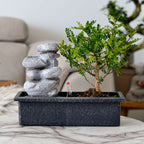Arborele bonsai - 2 buc - Bonsai - Înălţime 25-35cm - ⌀29cm