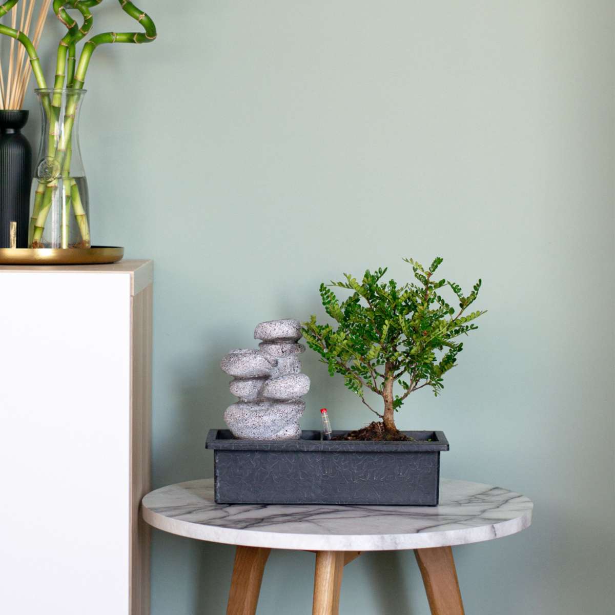 Arborele bonsai - 2 buc - Bonsai - Înălţime 25-35cm - ⌀29cm