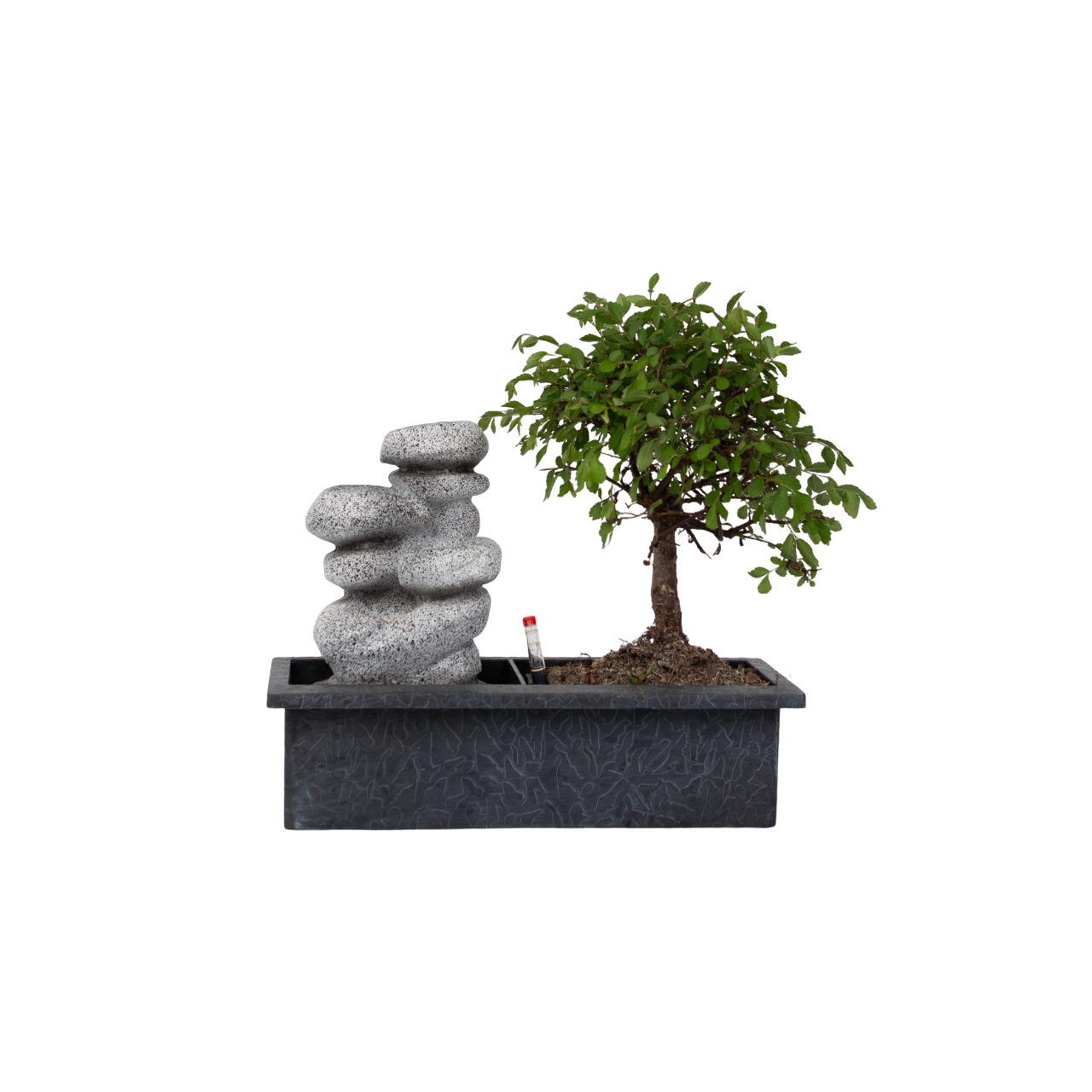 Arborele bonsai - Bonsai - Înălţime 25-35cm - ⌀29cm
