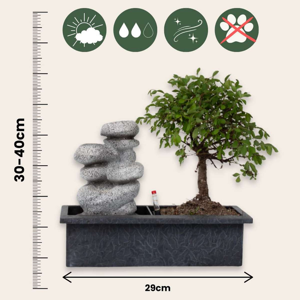 Arborele bonsai - Bonsai - Înălţime 25-35cm - ⌀29cm