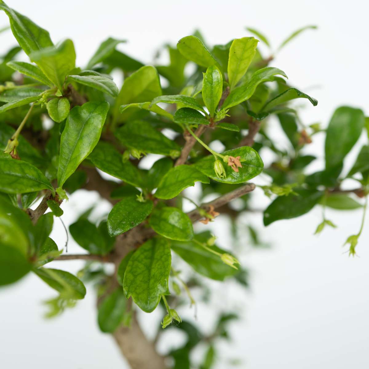 Arborele bonsai - 2 buc - Bonsai - Înălţime 25-35cm - ⌀29cm