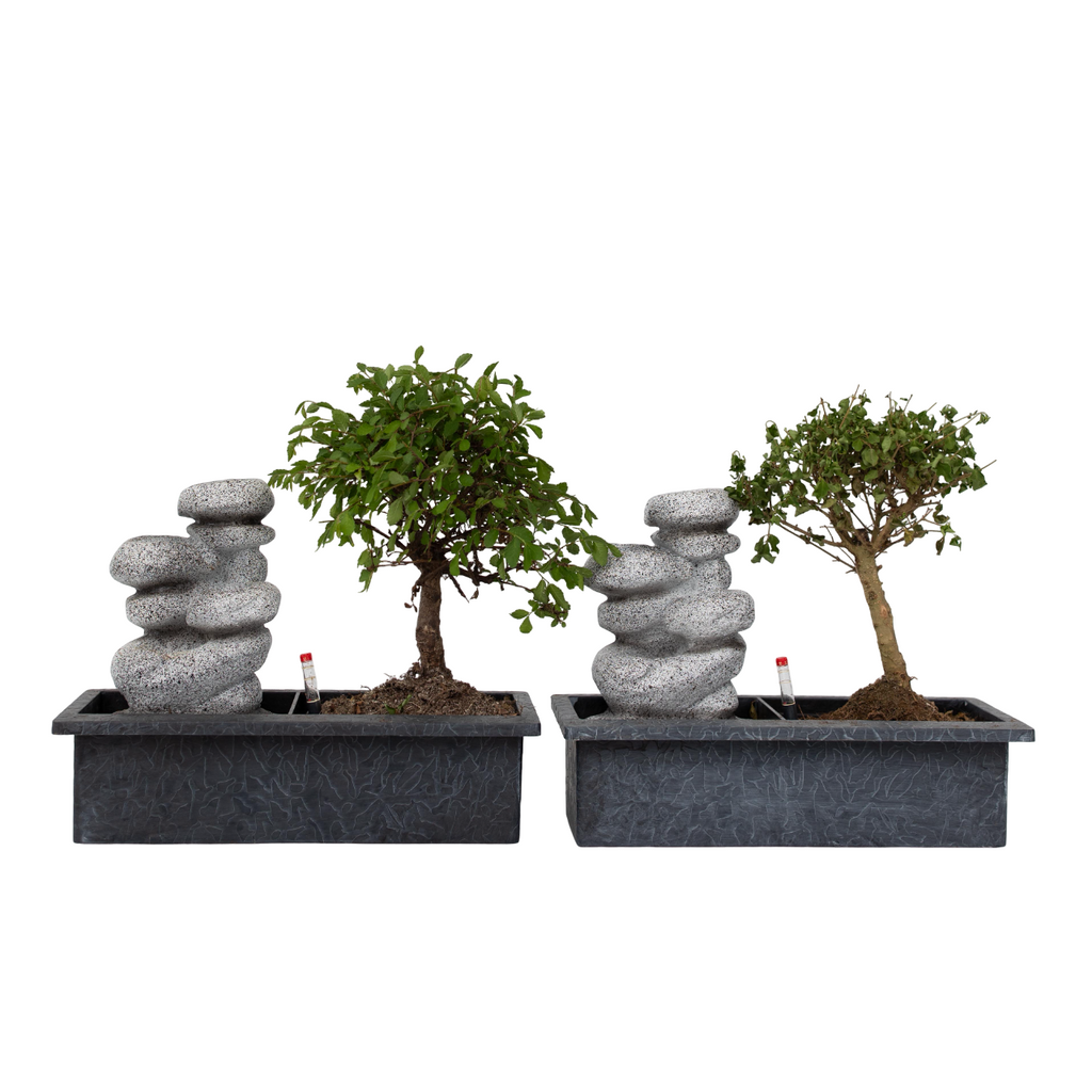 Arborele bonsai - 2 buc - Bonsai - Înălţime 25-35cm - ⌀29cm