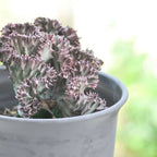 Cactus Coral - 2 buc - Euphorbia 'Lactea' - Înălţime 25-30cm - ⌀12cm