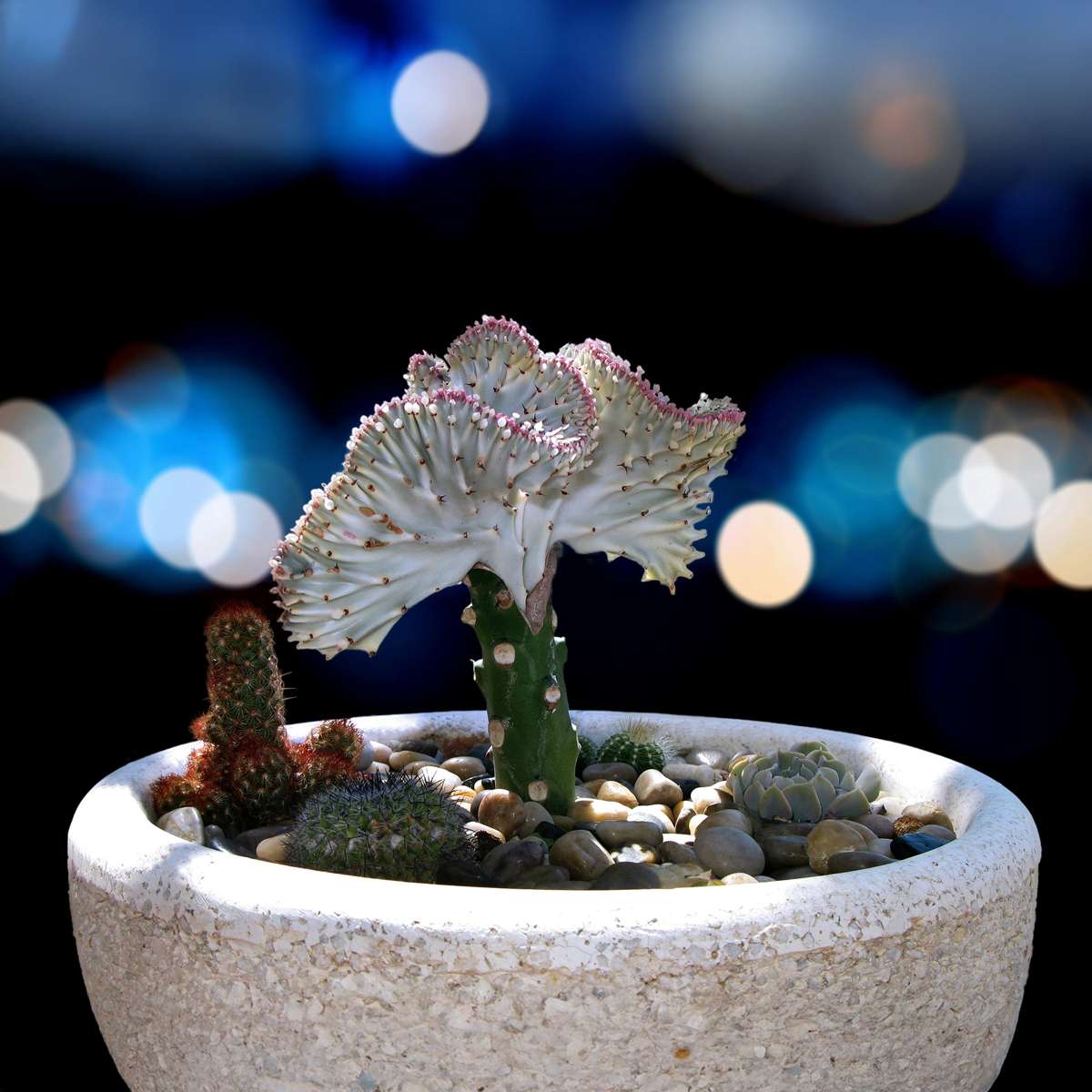 Cactus Coral - 2 buc - Euphorbia 'Lactea' - Înălţime 25-30cm - ⌀12cm