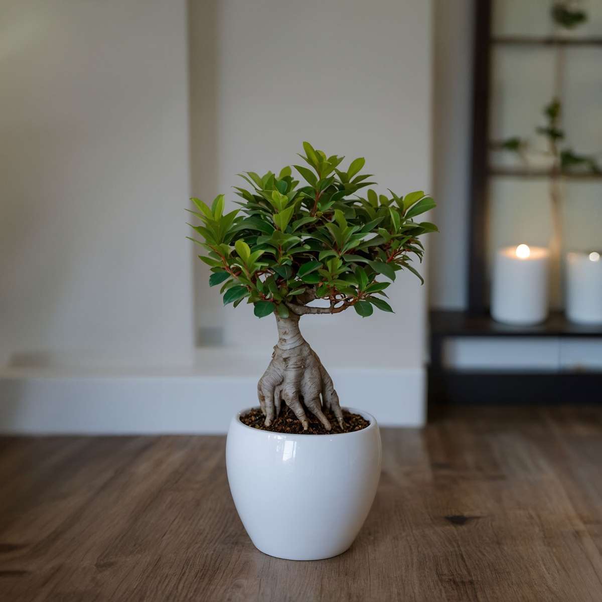 Arborele bonsai - 2 buc - Ficus microcarpa - Înălţime 30-40cm - ⌀12cm