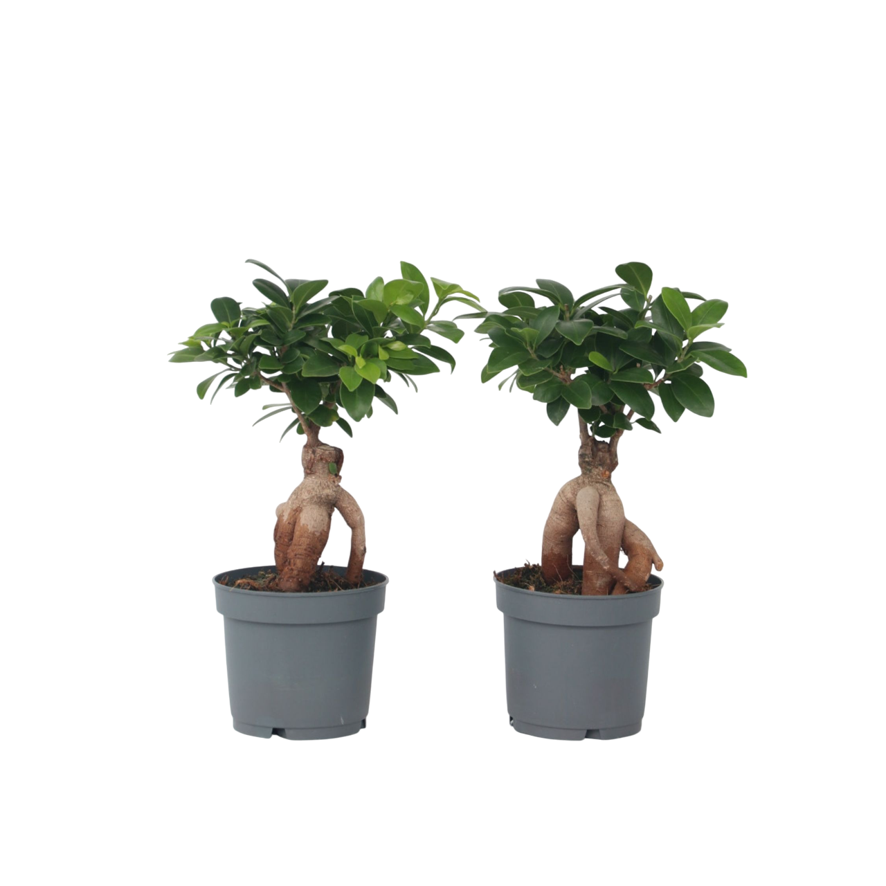 Arborele bonsai - 2 buc - Ficus microcarpa - Înălţime 30-40cm - ⌀12cm