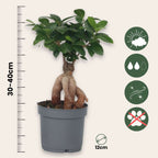 Arborele bonsai - 4 buc - Ficus microcarpa - Înălţime 30-40cm - ⌀12cm