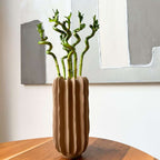 Dracena - 6 buc - Dracaena sanderiana - Înălţime 40-50cm - ⌀2cm