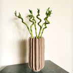 Dracena - 6 buc - Dracaena sanderiana - Înălţime 40-50cm - ⌀2cm