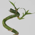 Dracena - 6 buc - Dracaena sanderiana - Înălţime 40-50cm - ⌀2cm