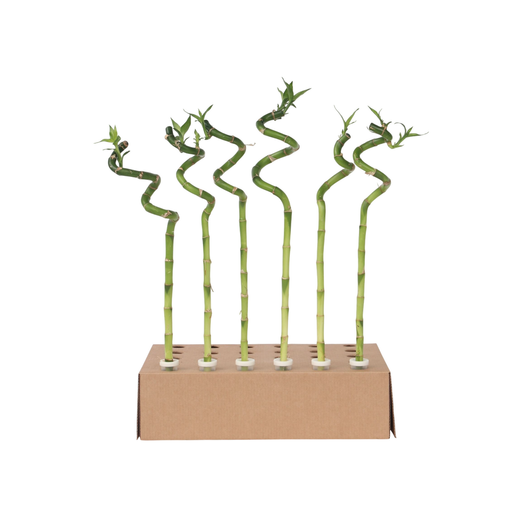 Dracena - 6 buc - Dracaena sanderiana - Înălţime 40-50cm - ⌀2cm