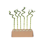Dracena - 6 buc - Dracaena sanderiana - Înălţime 40-50cm - ⌀2cm
