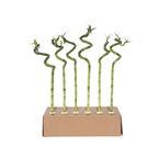 Dracena - 12 buc - Dracaena sanderiana - Înălţime 40-50cm - ⌀2cm
