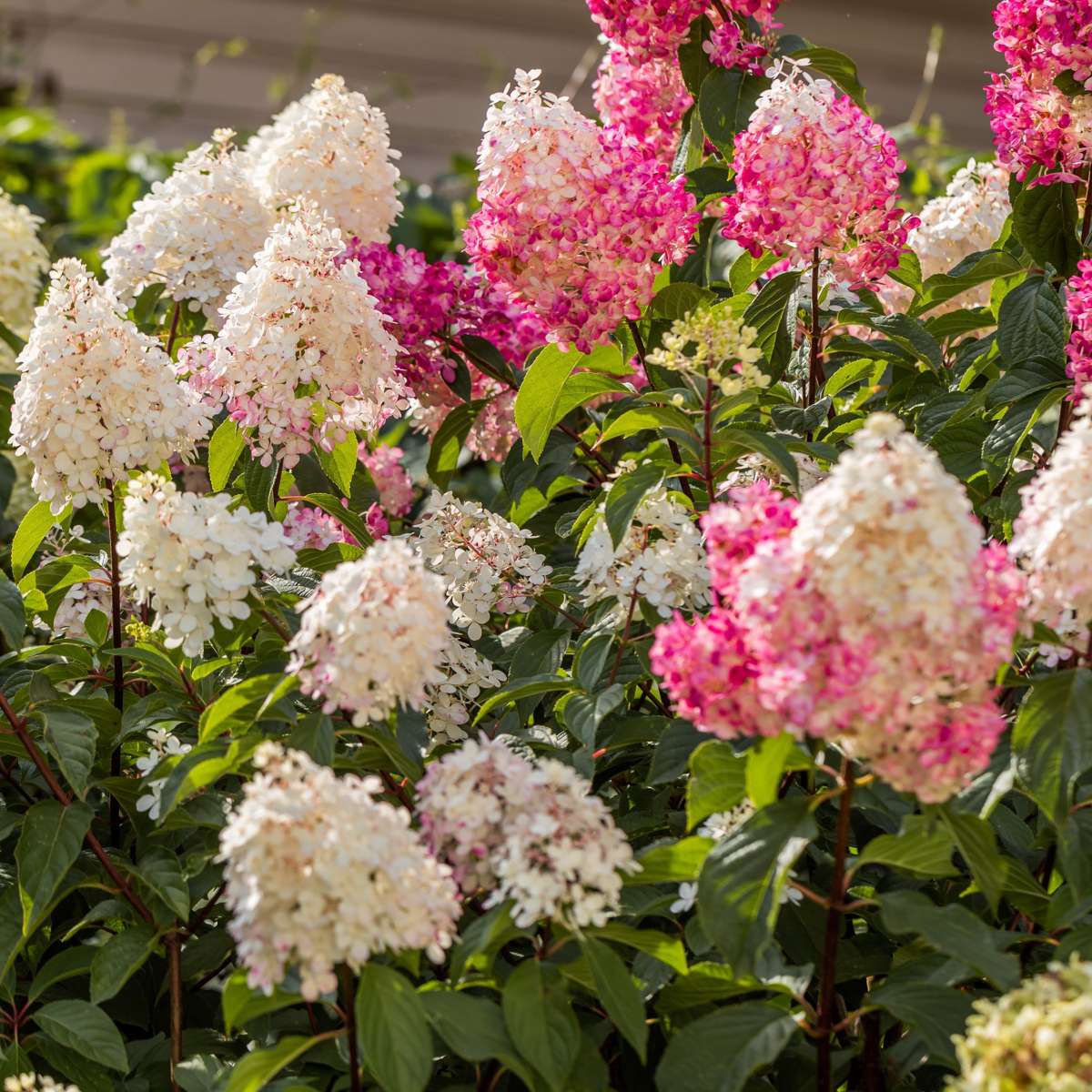 Hortensie - 24 buc - Hortensia paniculata - Înălţime 25-35cm - ⌀9cm