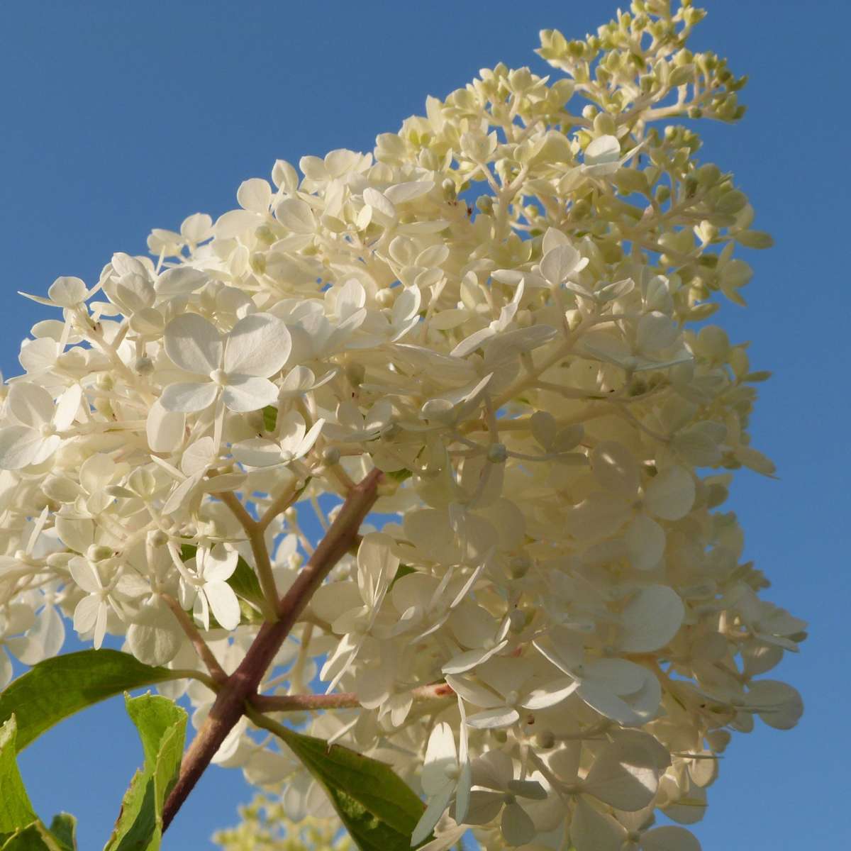 Hortensie - 24 buc - Hortensia paniculata - Înălţime 25-35cm - ⌀9cm