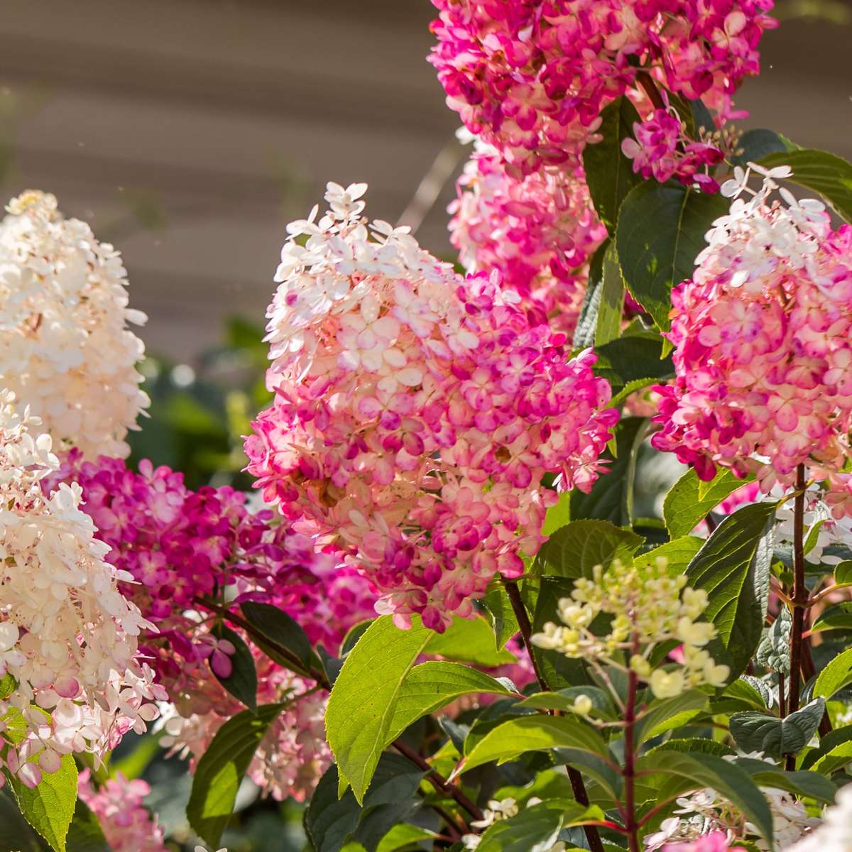 Hortensie - 24 buc - Hortensia paniculata - Înălţime 25-35cm - ⌀9cm