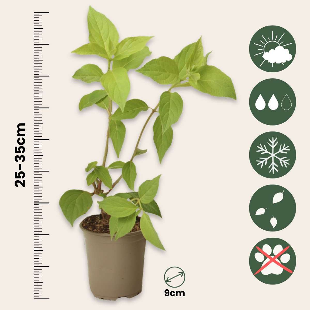 Hortensie - 24 buc - Hortensia paniculata - Înălţime 25-35cm - ⌀9cm