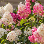 Hortensie - 6 buc - Hortensia paniculata - Înălţime 25-35cm - ⌀9cm