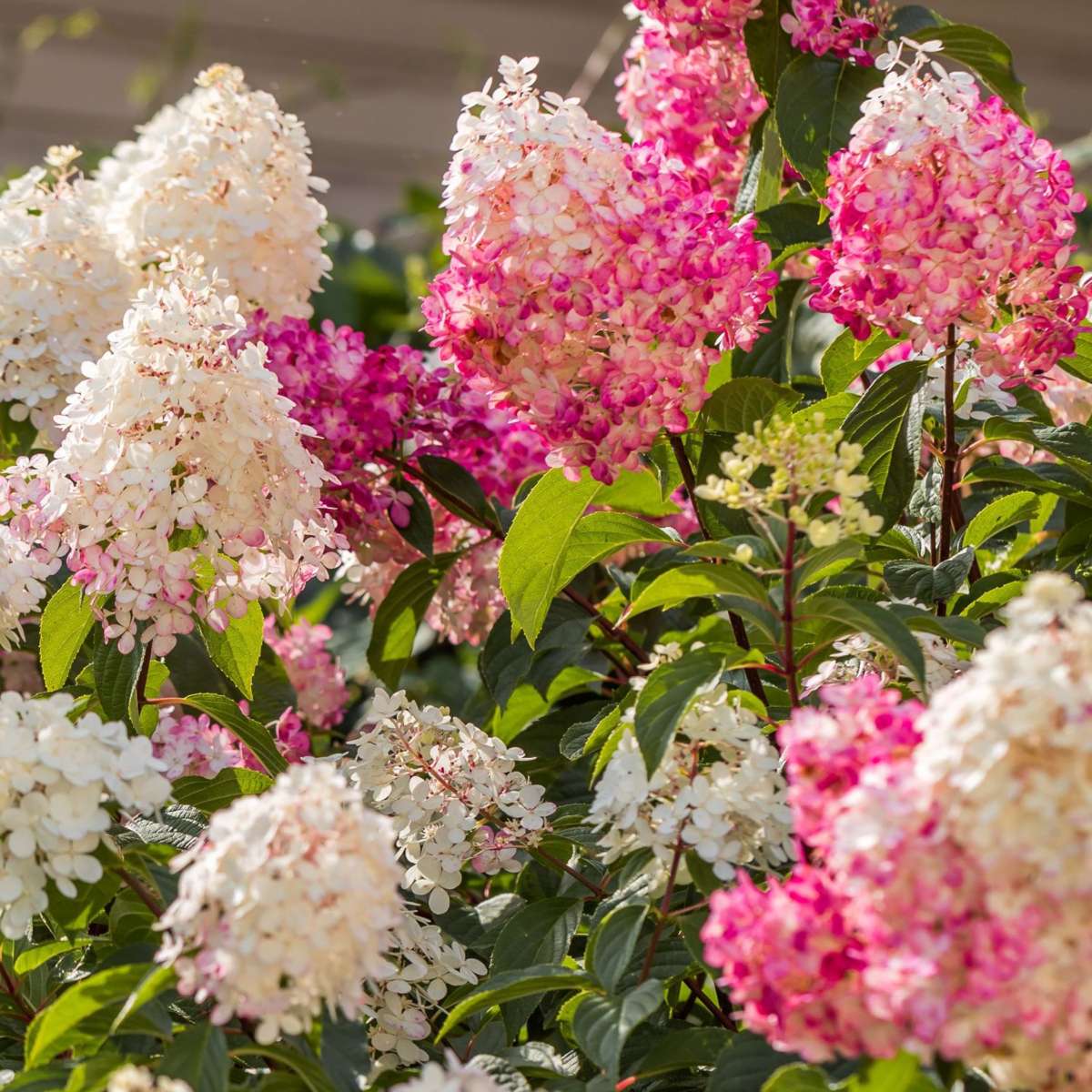 Hortensie - 6 buc - Hortensia paniculata - Înălţime 25-35cm - ⌀9cm