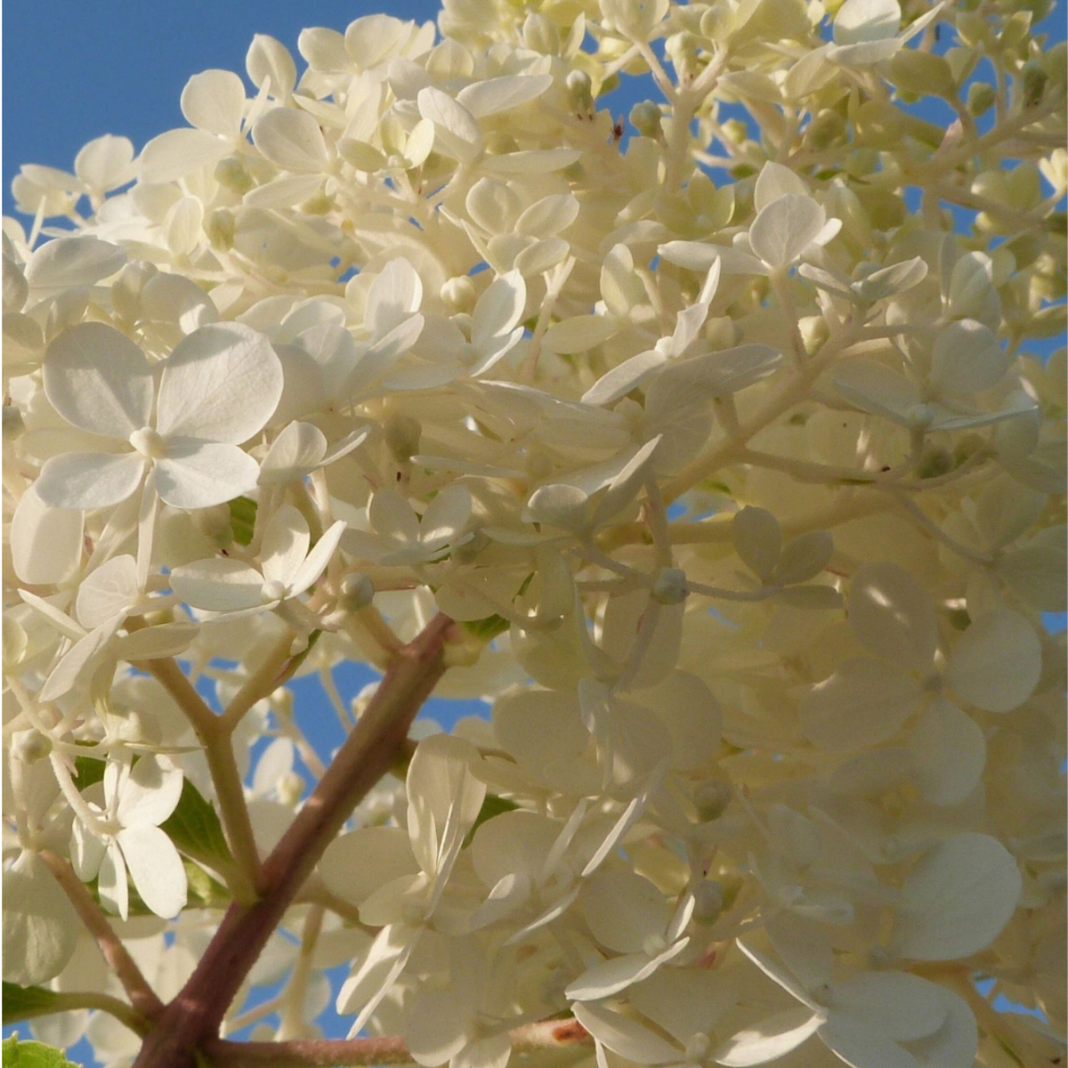 Hortensie - 6 buc - Hortensia paniculata - Înălţime 25-35cm - ⌀9cm