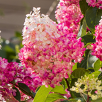 Hortensie - 6 buc - Hortensia paniculata - Înălţime 25-35cm - ⌀9cm