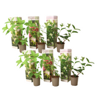 Hortensie - 6 buc - Hortensia paniculata - Înălţime 25-35cm - ⌀9cm