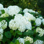 Hortensie - 3 buc - Hydrangea paniculata 'Silver Dollar' - În. 25-40cm - ⌀9cm