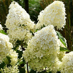 Hortensie - 3 buc - Hydrangea paniculata 'Phantom' - Înălţime 25-40cm - ⌀9cm