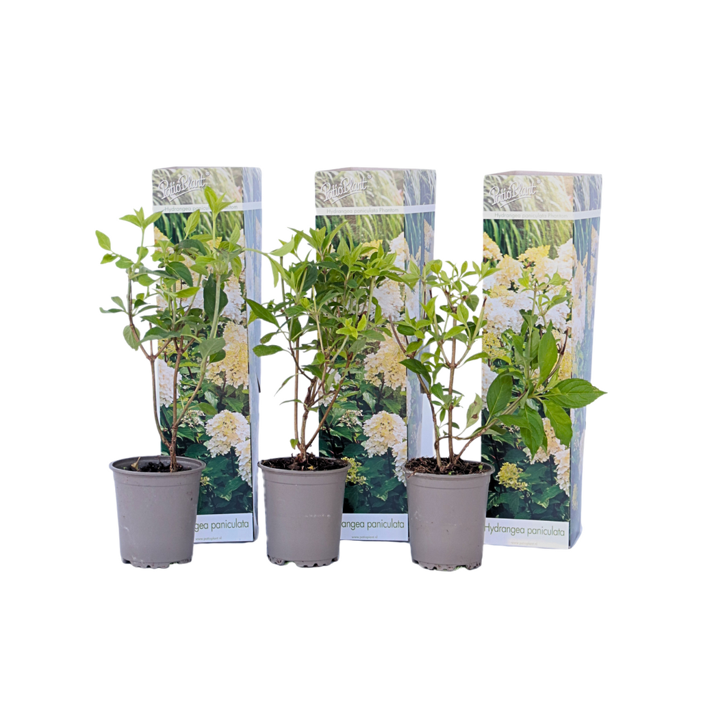Hortensie - 3 buc - Hydrangea paniculata 'Phantom' - Înălţime 25-40cm - ⌀9cm