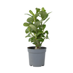 Trandafirul deșertului - Adenium obesum - Înălţime 25-40cm - ⌀11cm