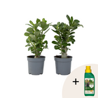 Trandafirul deșertului - 2 buc - Adenium obesum - Înălţime 25-40cm - ⌀11cm