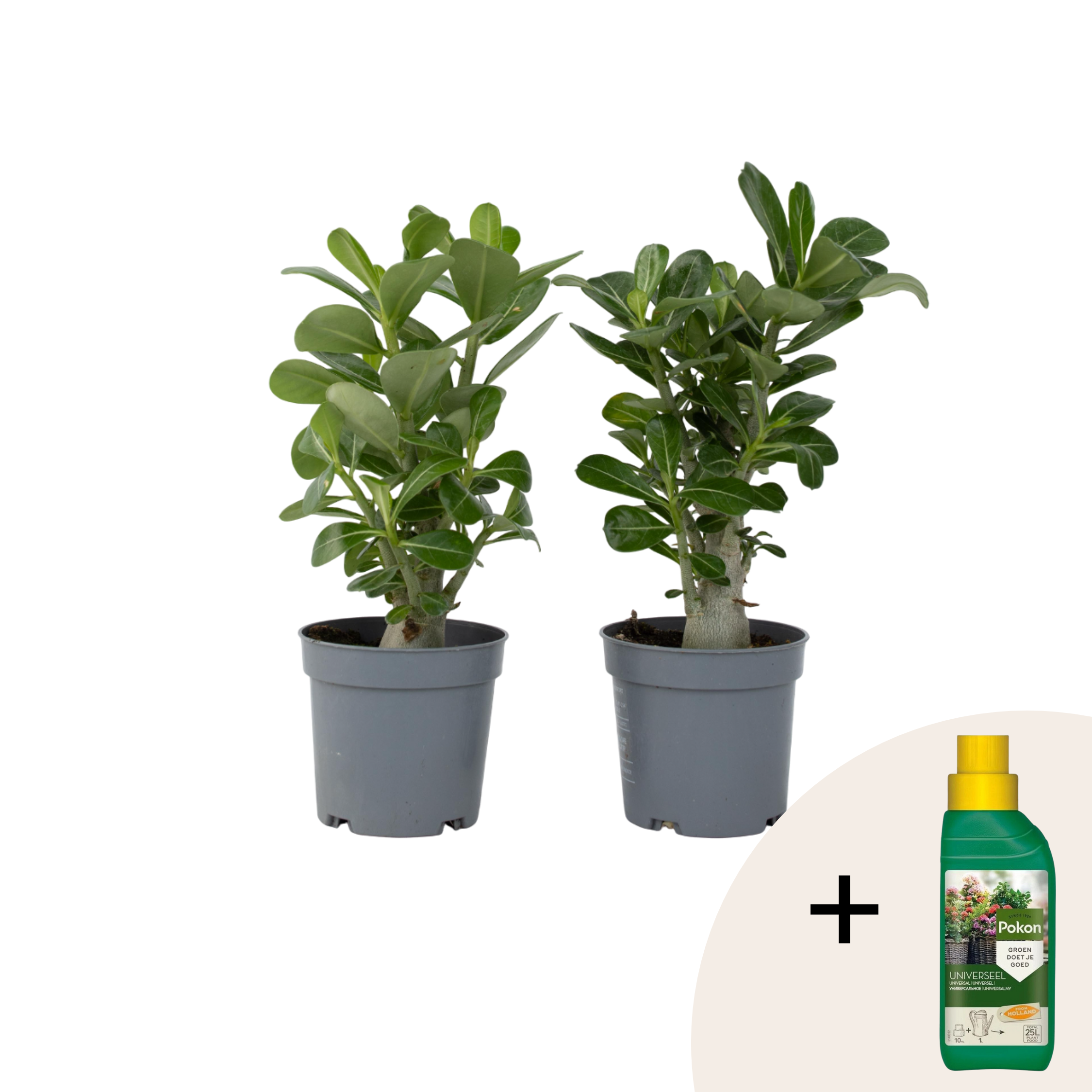 Trandafirul deșertului - 2 buc - Adenium obesum - Înălţime 25-40cm - ⌀11cm