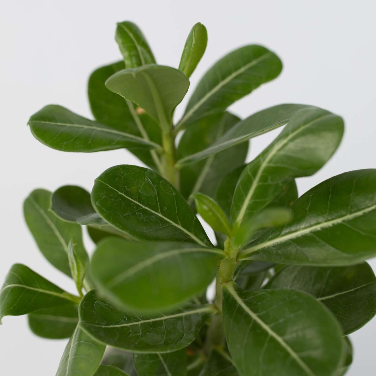 Trandafirul deșertului - 2 buc - Adenium obesum - Înălţime 25-40cm - ⌀11cm