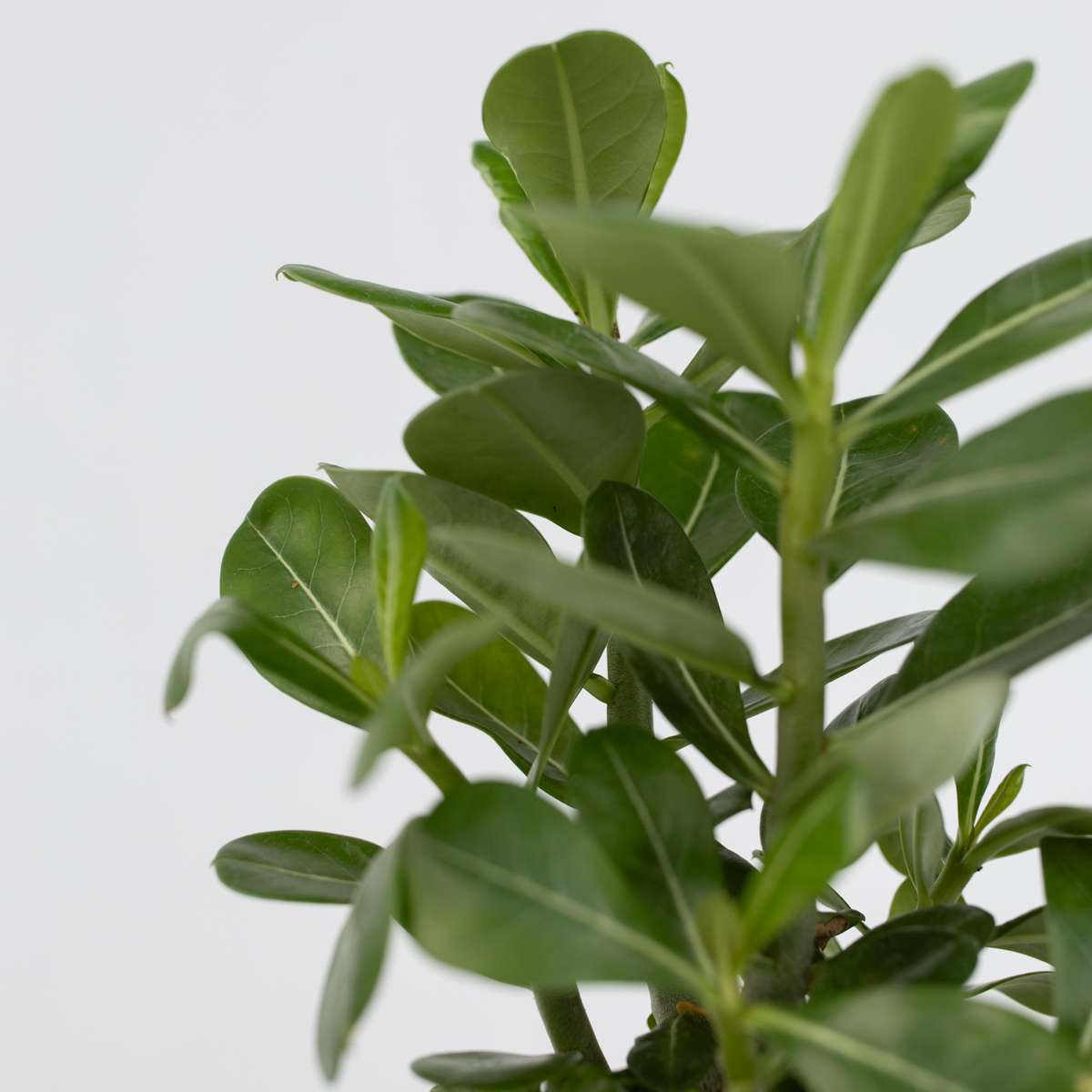 Trandafirul deșertului - 2 buc - Adenium obesum - Înălţime 25-40cm - ⌀11cm