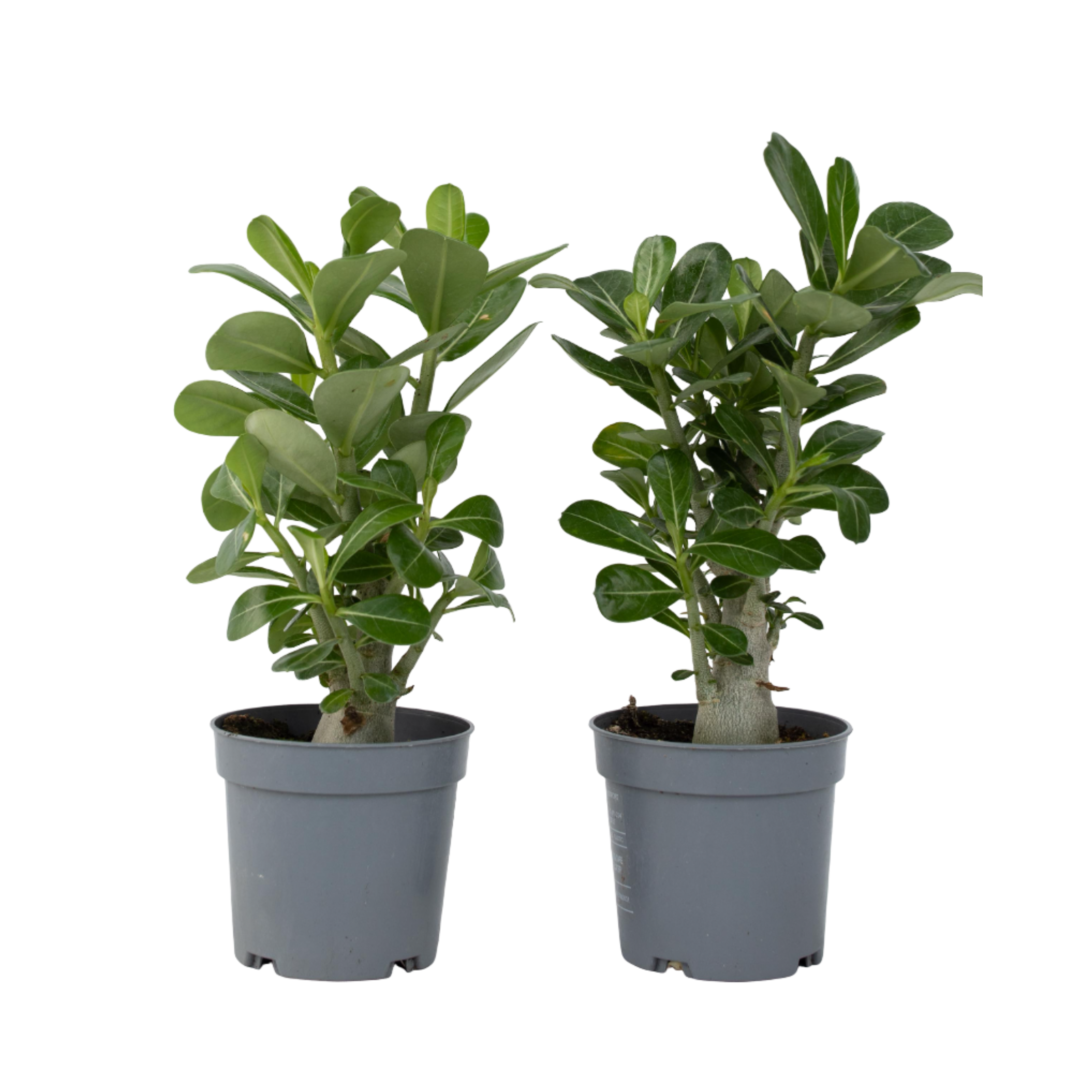 Trandafirul deșertului - 2 buc - Adenium obesum - Înălţime 25-40cm - ⌀11cm