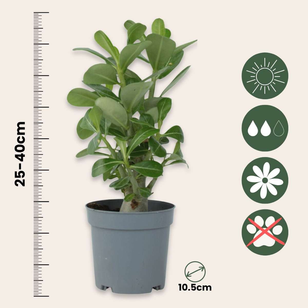 Trandafirul deșertului - 2 buc - Adenium obesum - Înălţime 25-40cm - ⌀11cm