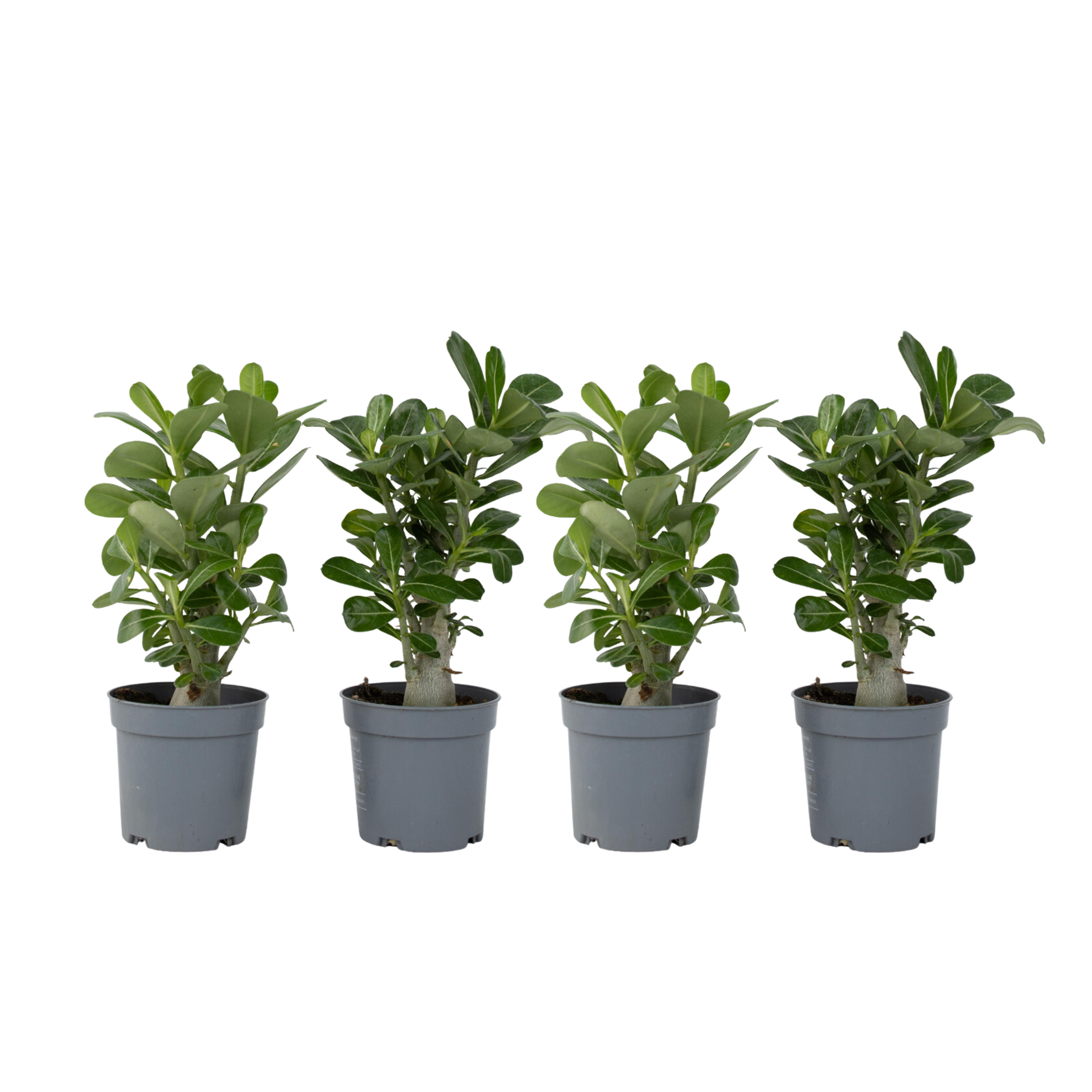 Trandafirul deșertului - 4 buc - Adenium obesum - Înălţime 25-40cm - ⌀11cm
