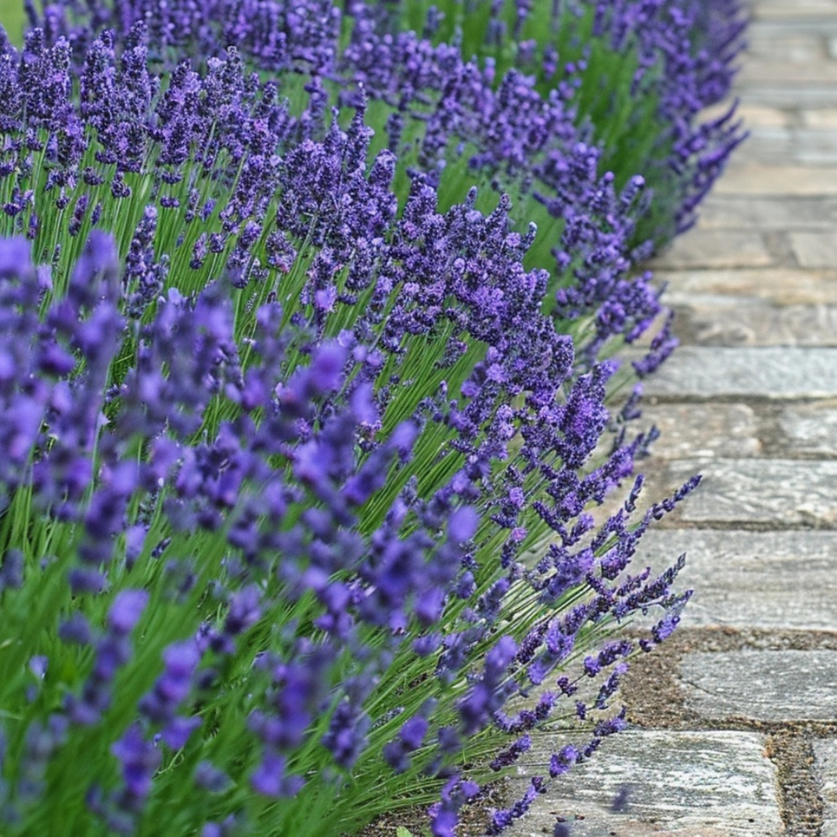 Lavandă - 36 buc - Lavandula angustifolia - Înălţime 10-15cm - ⌀11cm