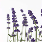 Lavandă - 36 buc - Lavandula angustifolia - Înălţime 10-15cm - ⌀11cm