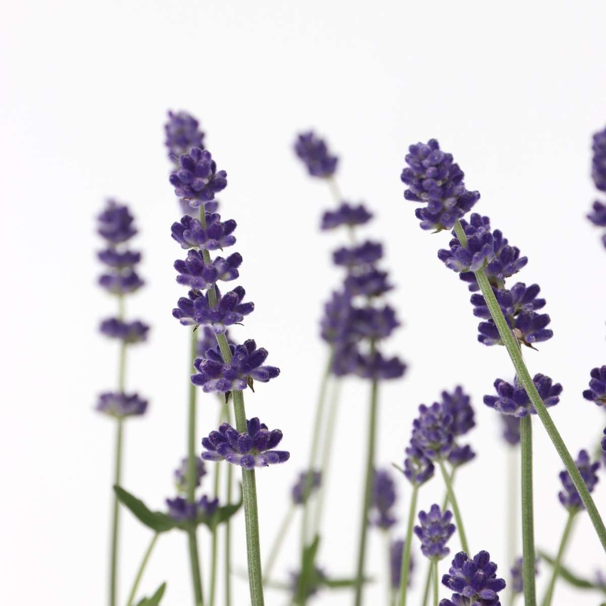 Lavandă - 36 buc - Lavandula angustifolia - Înălţime 10-15cm - ⌀11cm