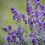 Lavandă - 36 buc - Lavandula angustifolia - Înălţime 10-15cm - ⌀11cm