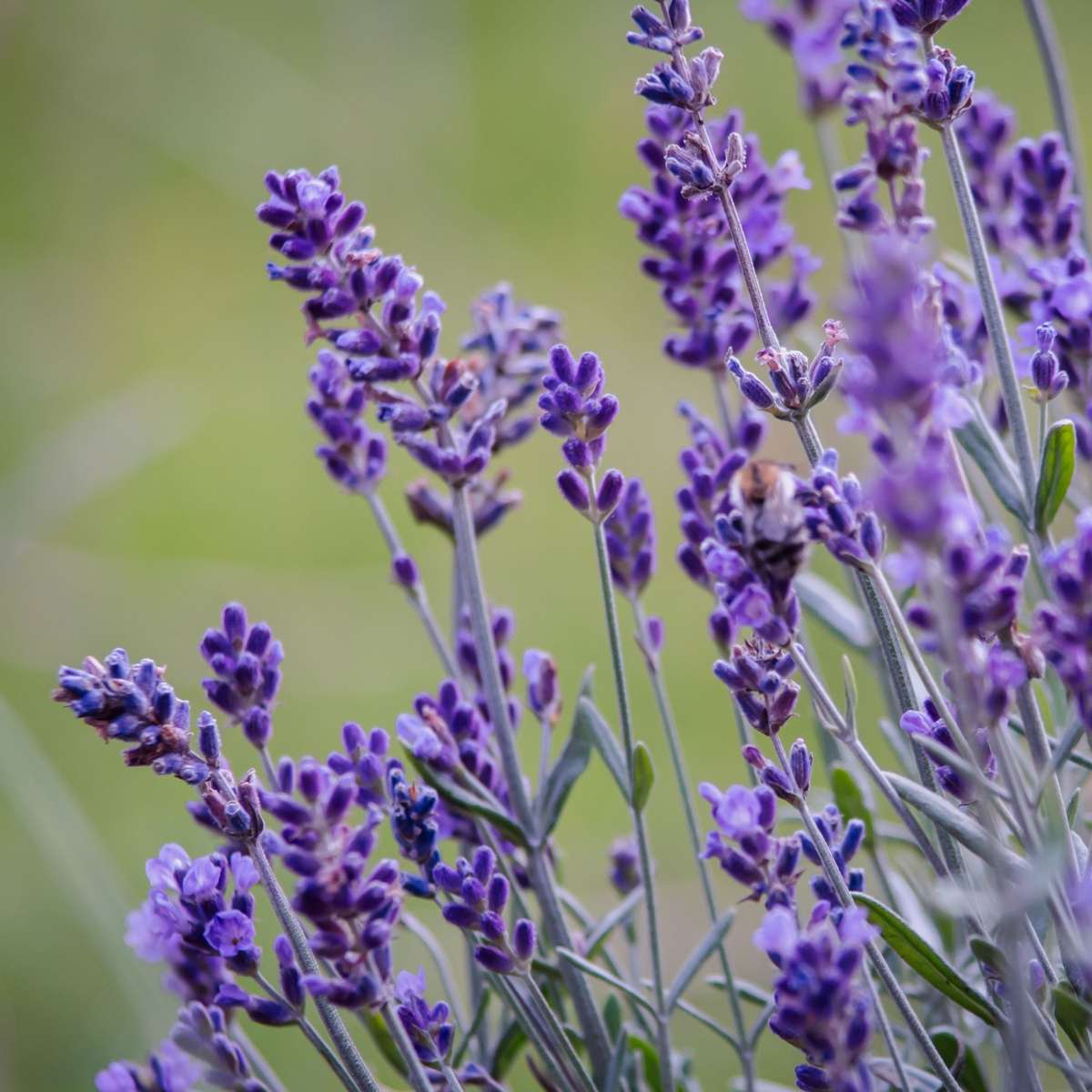 Lavandă - 36 buc - Lavandula angustifolia - Înălţime 10-15cm - ⌀11cm